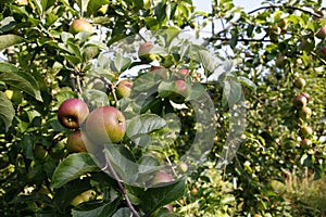 Apples growing on apple trees