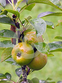 Apples growing on tree