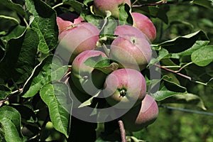 Apples growing on the tree