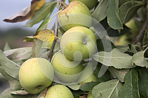 Apples Growing on Tree