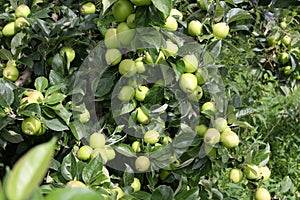 Apples growing on a tree