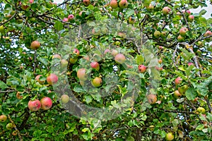 Apples growing on trees