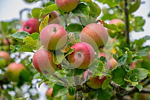 Apples growing on trees