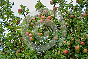 Apples growing on trees