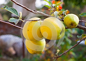 Apples grows on a branch