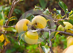 Apples grows on a branch