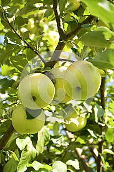 Apples hang heavy from an orchard tree