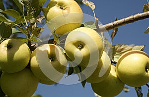 Apples hang on an Orchard Tree