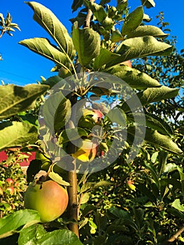 Apples hang on a tree branch against the blue sky