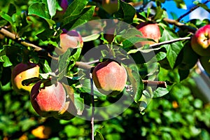 Apples hanging on the apple tree