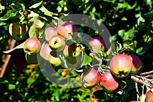 Apples hanging on the apple tree