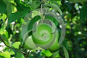 Apples hanging from the branches