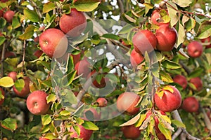 Apples hanging on branches many groups