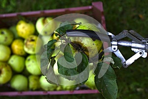 Apples harvesting in crater with pluck pole