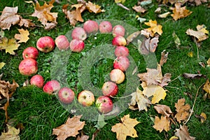 Apples in heart shape and autumn leaves on grass