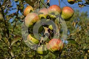 Apples in hometown garden