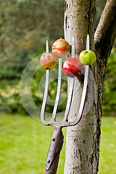 Apples impaled on the forks