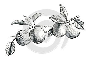 Manzanas tinta dibujo 