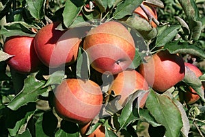 Apples Jonagold