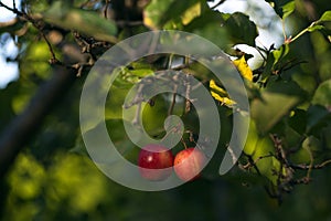 Apples juicy vibrant coloures nature fruit leaves tree