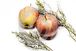 Apples and juniper on white background