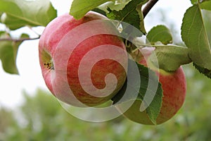 Apples large Mature on a branch in the garden close-up in the daytime.