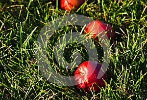Apples Laying In Grass