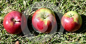 Apples lined up