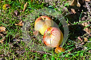 Apples lying in the grass
