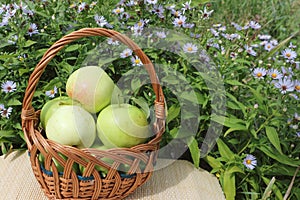 The apples lying in a wattled basket on a table