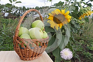 The apples lying in a wattled basket on a table in a garden