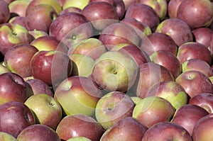 Apples macintosh fraichement picked
