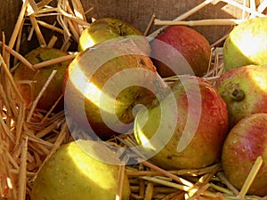 Apples nestled in a bed of straw in a wooden box