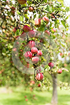 apples on old overloaded trees