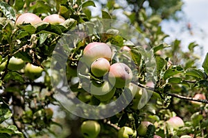 apples on old overloaded trees