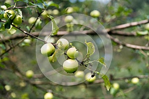 apples on old overloaded trees