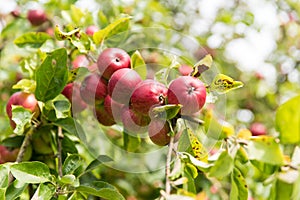 apples on old overloaded trees