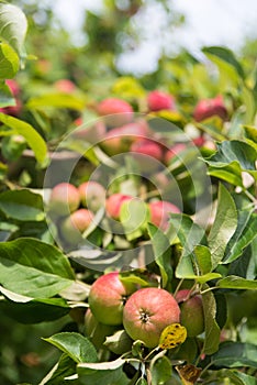 apples on old overloaded trees