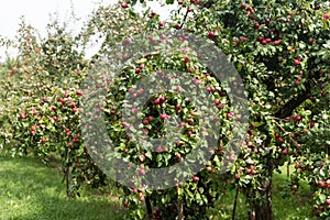 apples on old overloaded trees