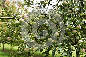 apples on old overloaded trees