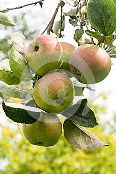 apples on old overloaded trees