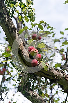 apples on old overloaded trees