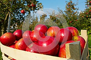 Apples in orchard