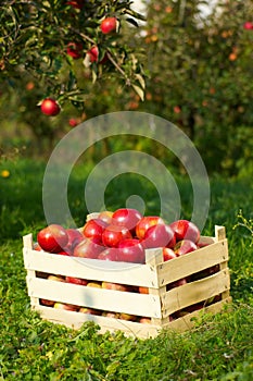 Apples in orchard