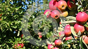 Apples in orchard