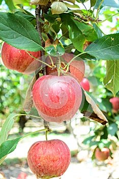 Apples in Orchard