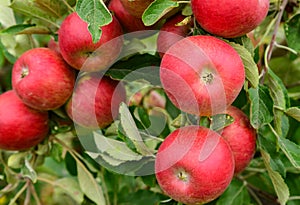 Apples on an orchard