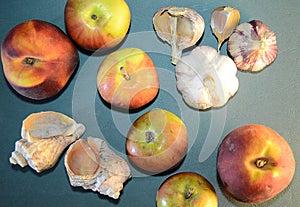 Apples, peaches, garlic and seashells - still life on a blue background