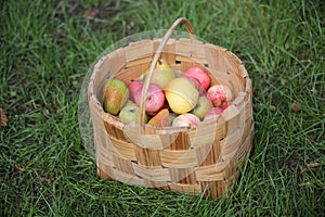 Apples and pears in basket in summer grass