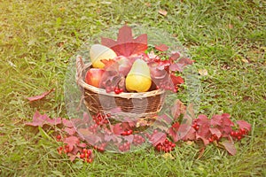 Apples, pears and viburnum berries in basket on grass. Selective focus